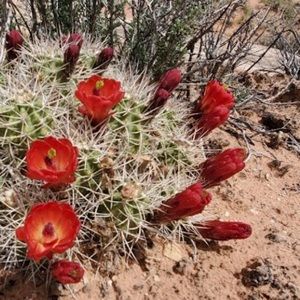 Meet your Posher, Cassidy